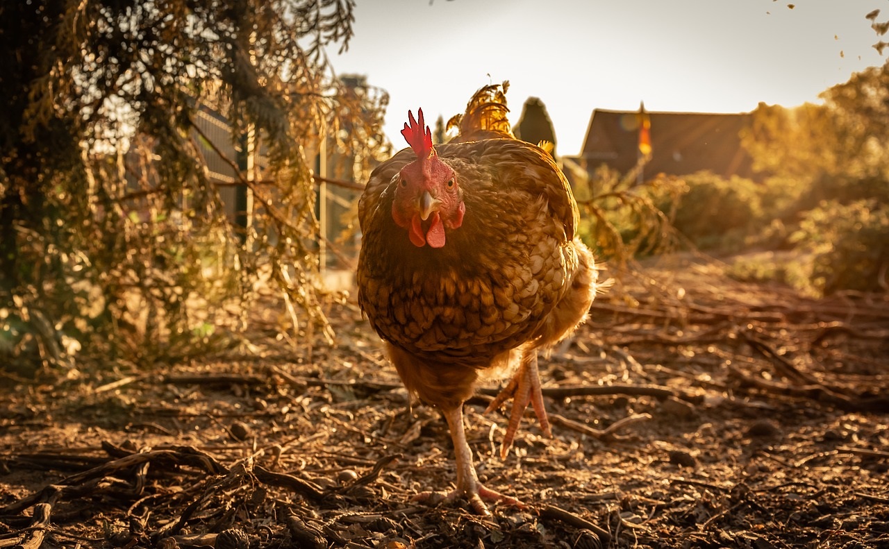 Tout savoir pour aménager un poulailler dans son jardin